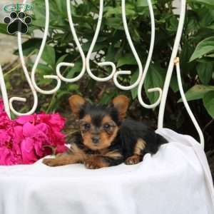 Lilanie, Yorkie Puppy
